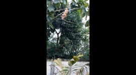 Fearless feline hangs tough on tree branch in Kudus, Indonesia