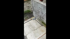 Rooster revenge: Medan man's hilarious escape from a grumpy chicken attack caught on camera!