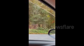 Bear encounter on Transylvanian roads: a Siberian perspective on Romania's wildlife charms