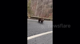 Bears on the Transfagarasan: a curious encounter as one playfully chases cars