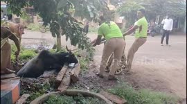 Indian fire fighters rescue a cow stuck in a drainage ditch, that then runs off with their ropes