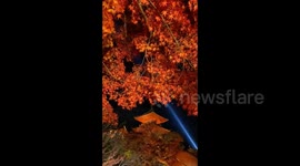 Japan: Autumn Foliage Decorates Kyoto Temples 10