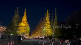 Japan: Tunnel Of Ginkgo Trees With Golden Color In Tokyo