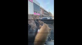 Wild monkeys steal eggs from pickup truck in Thailand