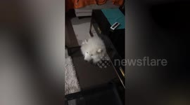 Large Samoyed dog squeezes out from under owner's desk