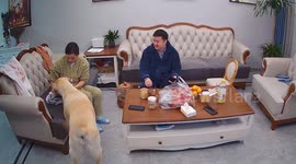 Super strong pet dog drags entire couch with housewife while paying tug of war