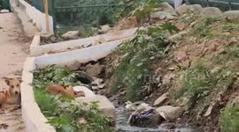 Heartbreaking scene as mourning dog waits beside dead companion on roadside