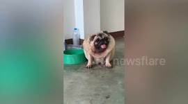 Chubby pug waddles over to owner for back rub
