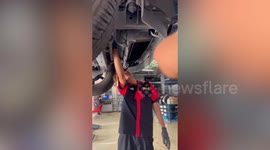Mechanics extract stray cat from under customer's car
