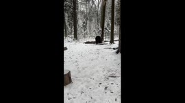 Oso Pardo Tom NIEVE