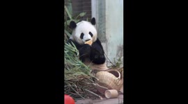 Snack Time: Playful Panda Trying to Find A Way to Eat Steamed Bun in China