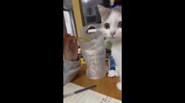 Curious Cat Tries to Join Owner for a Sip of Milk Tea in Southern China