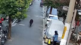 Police capture rampaging wild boar in Chinese city after it injures security guard
