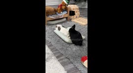 Sneaky Bunny Steals Bed From Brother
