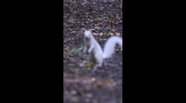 A rare glimpse of 'nature's ghost' an Albino Squirrel spotted foraging in UK woodland