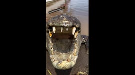 'I'm a crocodile hunter – I feed them with my BARE hands and name them after famous people' (Part 4)