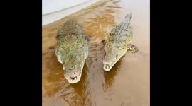 'I'm a crocodile hunter – I feed them with my BARE hands and name them after famous people' (Part 3)