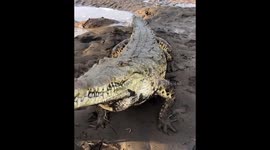 'I'm a crocodile hunter – I feed them with my BARE hands and name them after famous people' (Part 2)