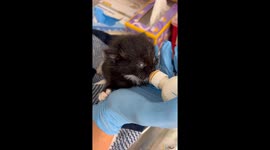 Adorable blind kitten with white 'beard' goes viral after getting rescued (Pt 1)