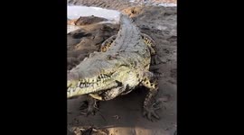 'I'm a crocodile hunter – I feed them with my BARE hands and name them after famous people' (Part 2)