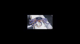 Deep sea fisherman finds 'bejewelled' sapphire-coloured crab