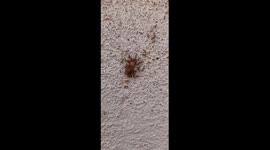 Ant team work ,The little red ants are strong, they are taking this big bug  home