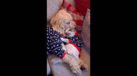 Cat And Doodle Cuddle In Festive Pajamas