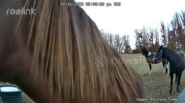 Hungry Mares Ring Pasture Camera