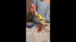 Hand-Feeding a Hungry Baby Cockatiel