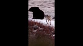 Wolves Surround Grizzly Bear in Yellowstone