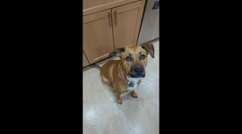 Dog Catches With Wrong Part Of Face