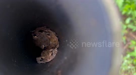 Mother frog and two baby frogs living in plastic tube on the highway in Florida