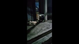 Man mistakes rare white fox for stray cat in China