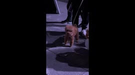 Adorable teddy dog dances with crowds in China