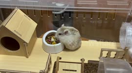 Hamster drags back food bowl when owner moves it