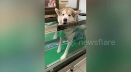 Lazy Alaskan Malamute walks on treadmill with only one paw