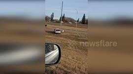Police Wrangle Escaped Cow in Unusual Call in Saskatoon, SK, Canada