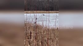Priorlake Firefighters Rescue Stranded Deer from Pike Lake Ice Drama in MN, USA