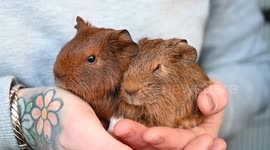 Meet one of the UK’s only guinea pig judges who presides over ‘beauty’ pageants