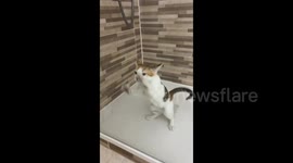 Wax on, wax off: Kitten helps with polishing the shower glass