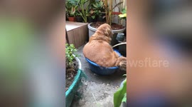 Chubby golden retriever pooch named 'whale' sits inside small garden basin in Thailand