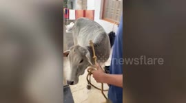 Cow rescued after it entered two-story apartment in central India
