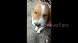 Swollen Snoopy bitten by snake recovers three days later in Meishan, Sichuan, China