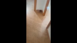 Rock-A-Bye Pupper