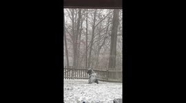 Odin Enjoys The Snowy Weather