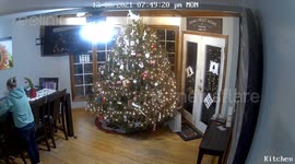 Cat Topples Grandly Decorated Christmas Tree