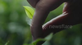 How white tea spurs prosperity to China's Fuding  | Sunny's Spotlight