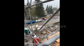 Bread-throwing driver creates crow convoy craze in Surrey