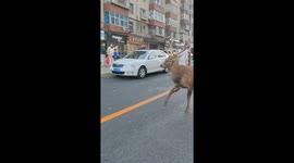 Local residents extend a helping hand to hungry sika deer straying into city