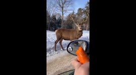 Reindeer snacks: up close at Omega Park, Quebec
